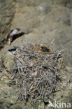 North american Osprey (Pandion haliaetus carolinensis)