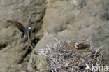 North american Osprey (Pandion haliaetus carolinensis)