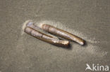 Atlantic razor clam (Ensis directus)
