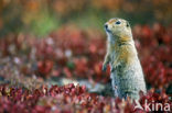 Arctische grondeekhoorn (Spermophilus parryii)