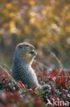 Arctische grondeekhoorn (Spermophilus parryii)