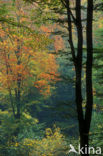 Ardennes