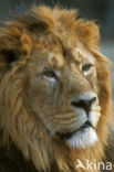 Aziatische leeuw (Panthera leo persica) 