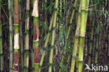 Bamboe spec. (Arundinaria spec.)