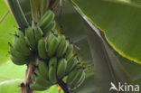 Banana (Musa zebrina)