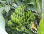 Banaan (Musa spec)