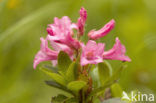 Behaard alpenroosje (Rhododendron hirsutum)