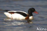 Shelduck (Tadorna tadorna)