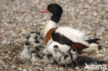 Shelduck (Tadorna tadorna)