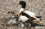 Shelduck (Tadorna tadorna)