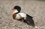 Shelduck (Tadorna tadorna)