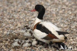 Shelduck (Tadorna tadorna)