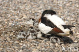 Shelduck (Tadorna tadorna)