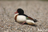 Shelduck (Tadorna tadorna)