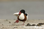 Shelduck (Tadorna tadorna)