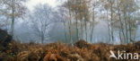 Birch (Betula)