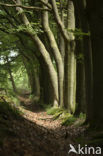 Beech (Fagus sylvatica)