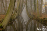 Beech (Fagus sylvatica)