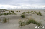 Biestarwegras (Elytrigia juncea subsp. boreoatlantica)