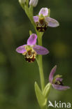 Bijenorchis (Ophrys apifera)