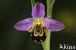 Bee Orchid (Ophrys apifera)