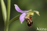 Bijenorchis (Ophrys apifera)