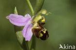 Bee Orchid (Ophrys apifera)