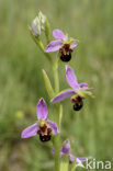 Bee Orchid (Ophrys apifera)