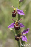 Bijenorchis (Ophrys apifera)