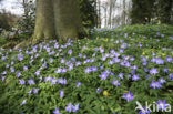 Blauwe bosanemoon (Anemone nemerosa)