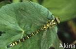 Blauwe glazenmaker (Aeshna cyanea)