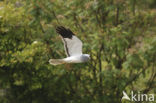 Northern Harrier