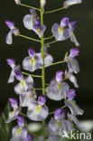 Chinese wisteria (Wisteria sinensis)