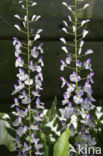 Chinese wisteria (Wisteria sinensis)