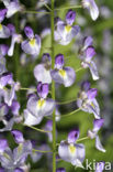 Blauwe regen (Wisteria sinensis)