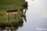 Grey Heron (Ardea cinerea)