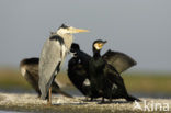 Blauwe Reiger (Ardea cinerea)