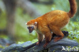 Blue-eyed black lemur (Eulemur macaco flavifrons)