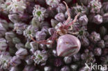 crab spider (Thomisus onustus)