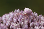 crab spider (Thomisus onustus)