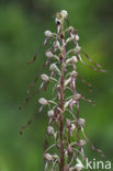 Bokkenorchis (Himantoglossum hircinum) 