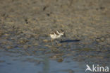 Bontbekplevier (Charadrius hiaticula)