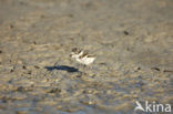 Bontbekplevier (Charadrius hiaticula)