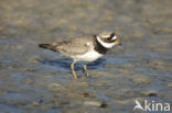 Bontbekplevier (Charadrius hiaticula)