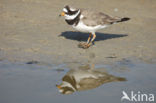 Bontbekplevier (Charadrius hiaticula)