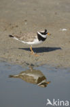 Bontbekplevier (Charadrius hiaticula)