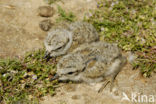 Bontbekplevier (Charadrius hiaticula)