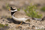 Bontbekplevier (Charadrius hiaticula)