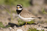 Bontbekplevier (Charadrius hiaticula)