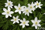 Bosanemoon (Anemone nemorosa)